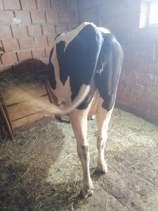Vaca cu prima fătare