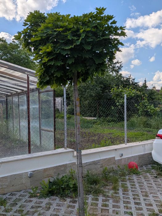 Кълбовиден Шестил Acer platanoides “Globosum”
