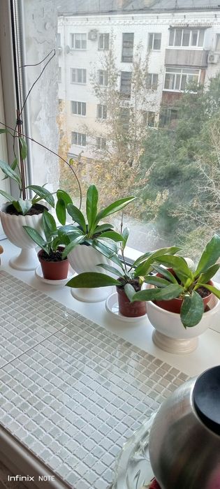 Хойя комнатный цветок