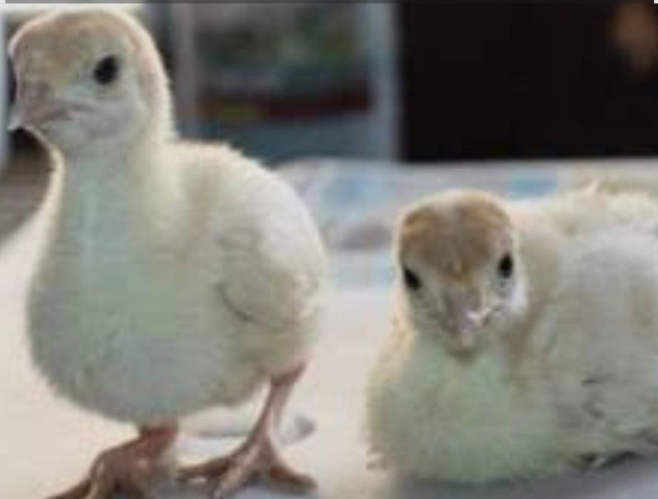 Индук балпаны сатылады