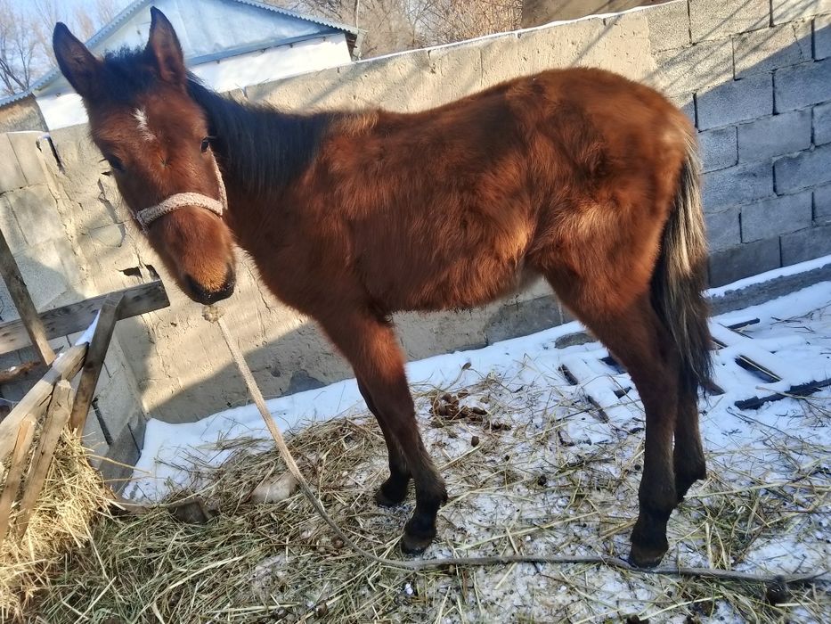 Еркек жорга жабагы