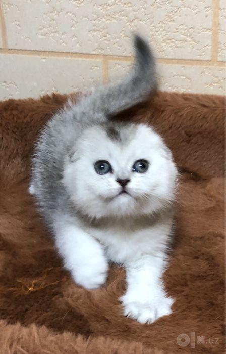 Продажа! Шиншилла! Девочка!