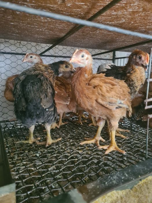 Vindem pui mixti și puicute de oua