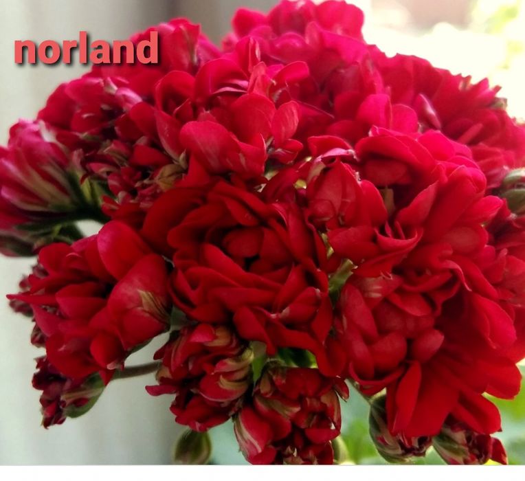 Продам герань