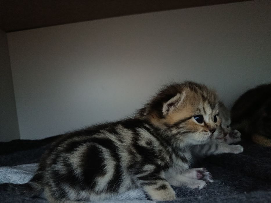 Котята шотландские