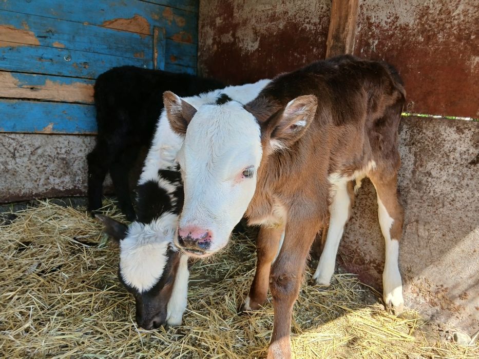 Продаются Телёнки