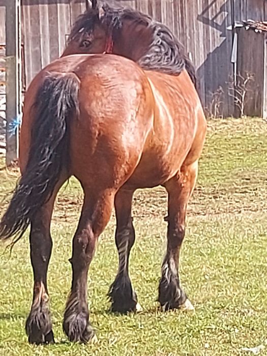 Vând iapă blândă