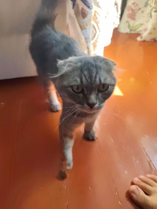 Нашли  вислоухого кота