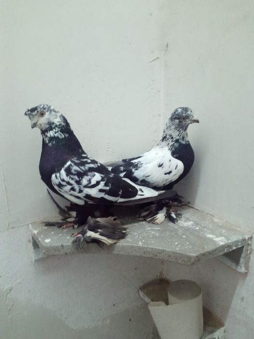 Продажа распарованных пар сочих самка и самец