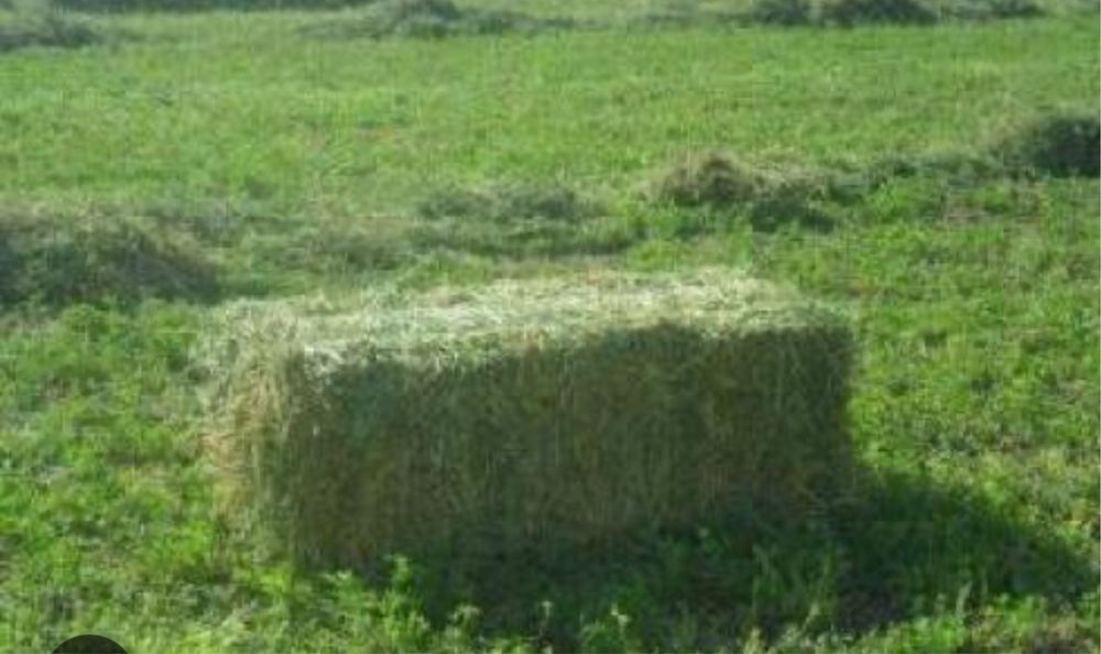 Vand lucerna calitate superioara NU e balotata baloti