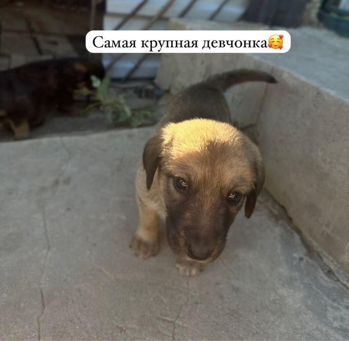 Щенки в добрые руки