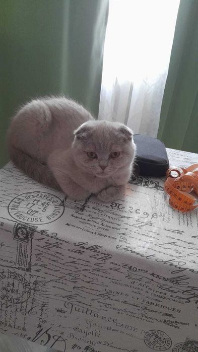 котенок вислоухая пять месяцев
