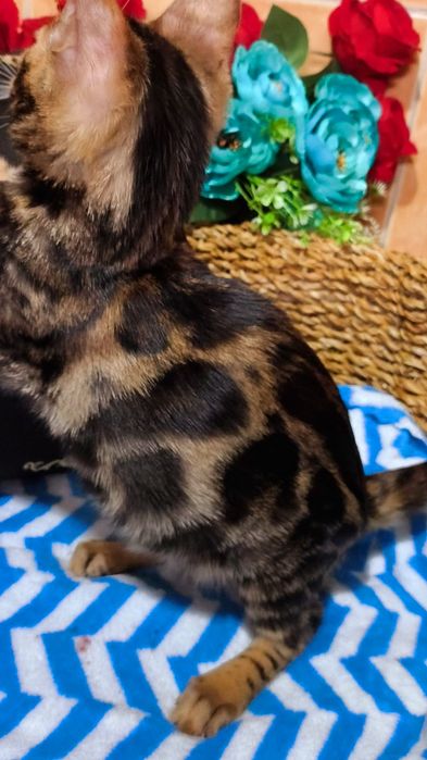 Золото- браун Девочки Бенгальские