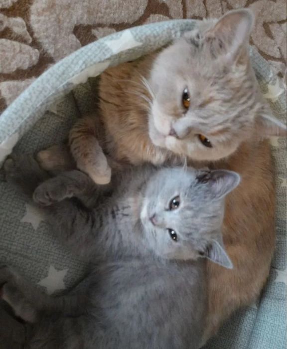 Шикарные котяьа, девочки голубого окраса