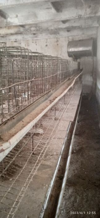 Tovuq boqish uchun setklar