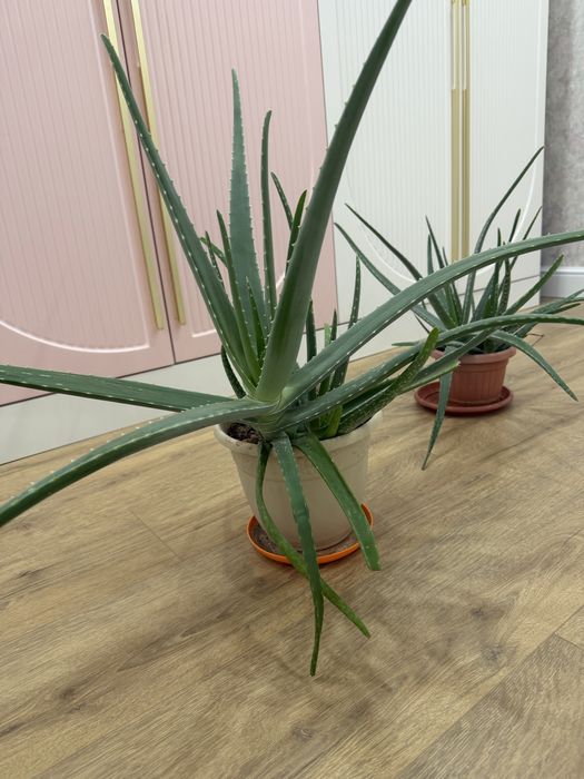 Алоэ цветы домашние