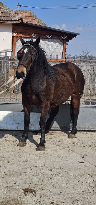 Vând manza de un an jumate