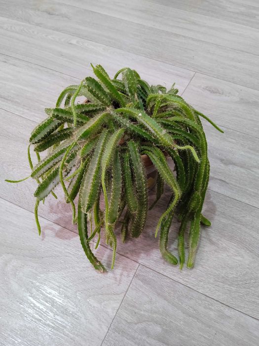 Продам комнатные растения