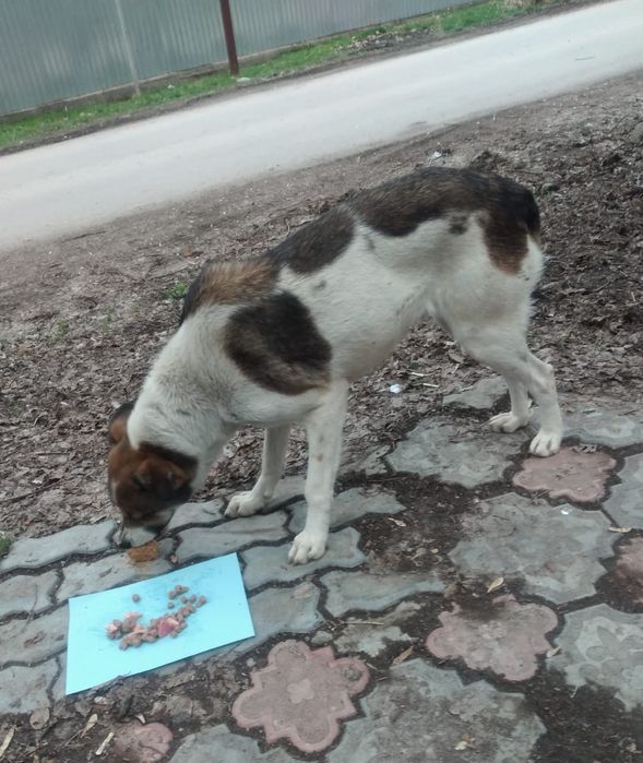 Собачка в добрые руки