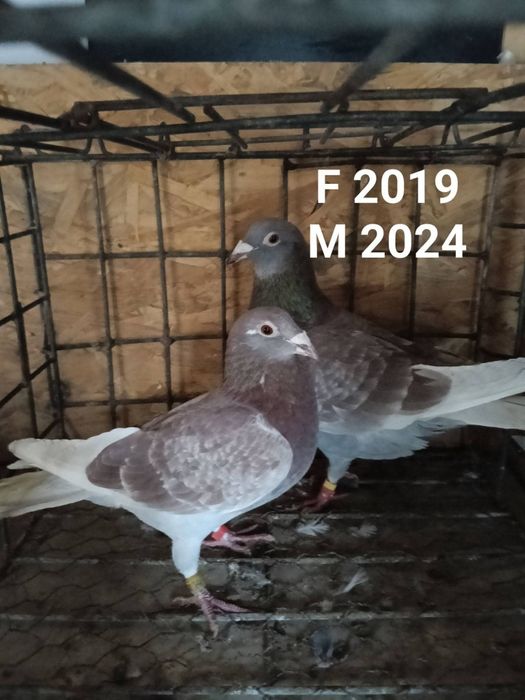 Perechi porumbei voiajori sport