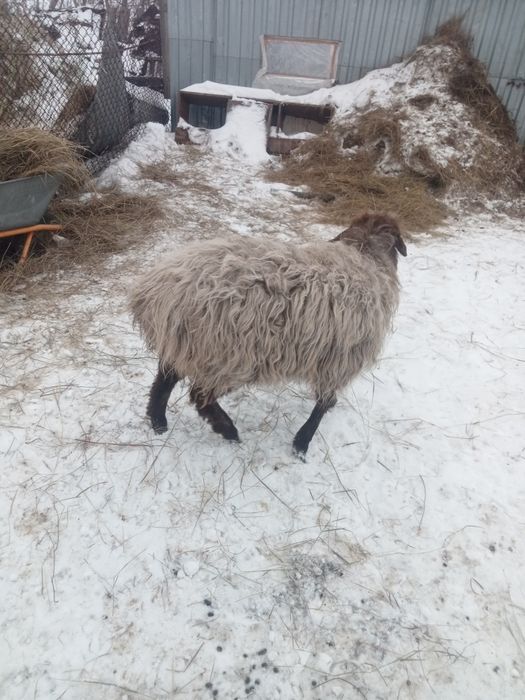 Ярка барашка рррпп