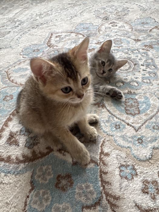 Кошки вислоухий.