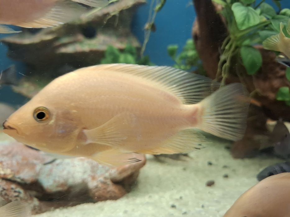 Срочно  обменяю рыбок 4 шт