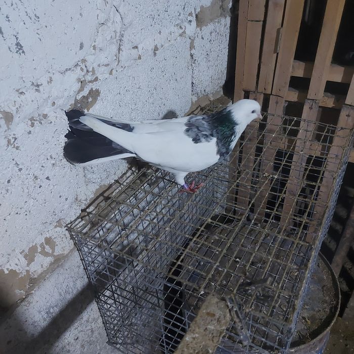 Мрамор шейка самка плодный