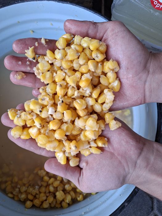 Продам кукурузу сухая
