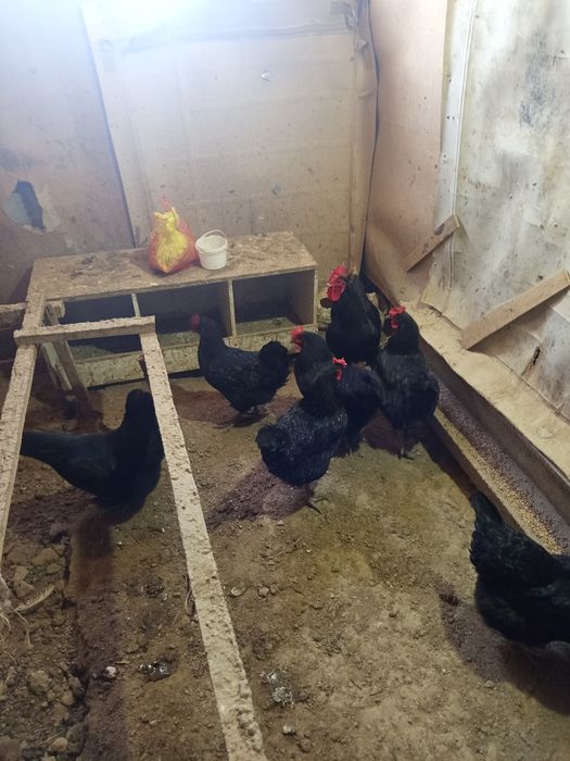 Австралоп тауықтары сатыладыылады