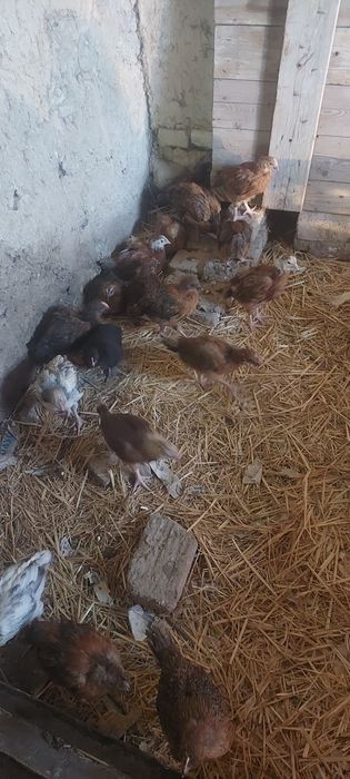 Цыплята ХанХяп Брама Чёрный Принц