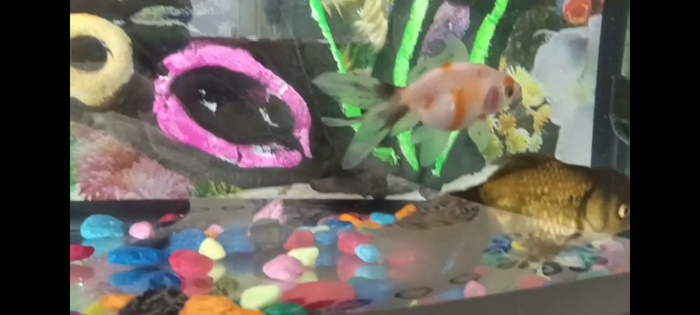 Akvarium filts svetelnik termometr suv isitgich