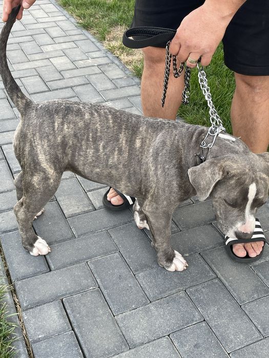 American Bully, femela 4 luni