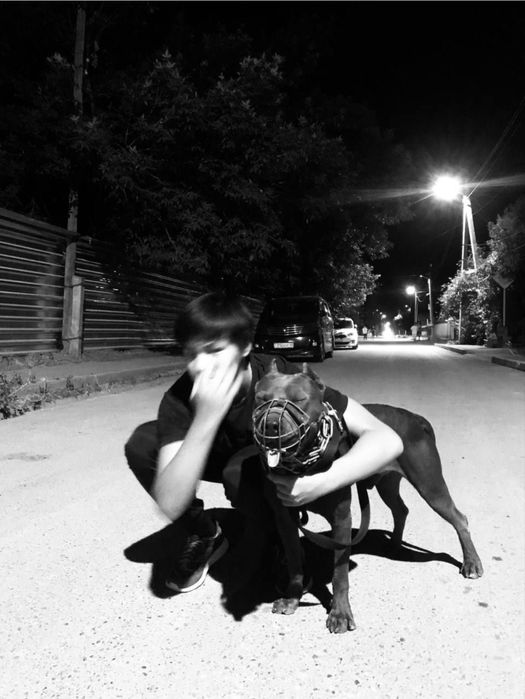 Питбуль щенок продается