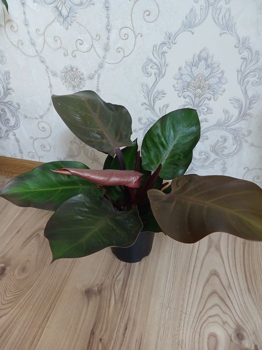 Комнатные растения