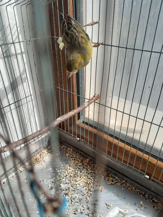 Канарейка самец есть