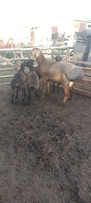 Кошкар на племя.