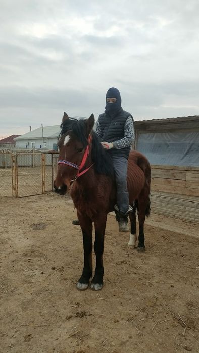 Құнан сатылады  мінгі