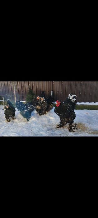 Oua incubat cu precomanda