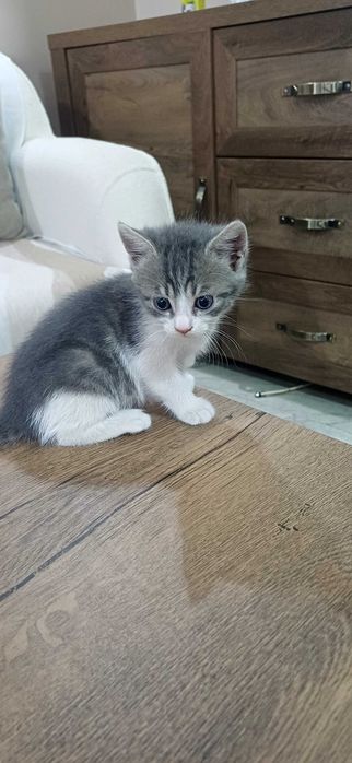Подарявам красиви котенца