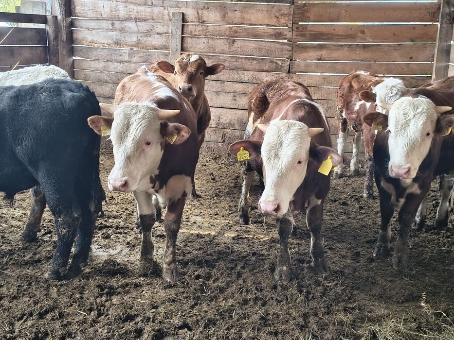 Vind 7 tăurași frumoși în jur de 330 și 350 kg media