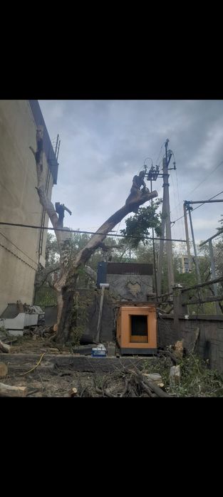 Спил деревьев не дорого Алматы