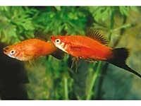 Molly, colisa, xipho