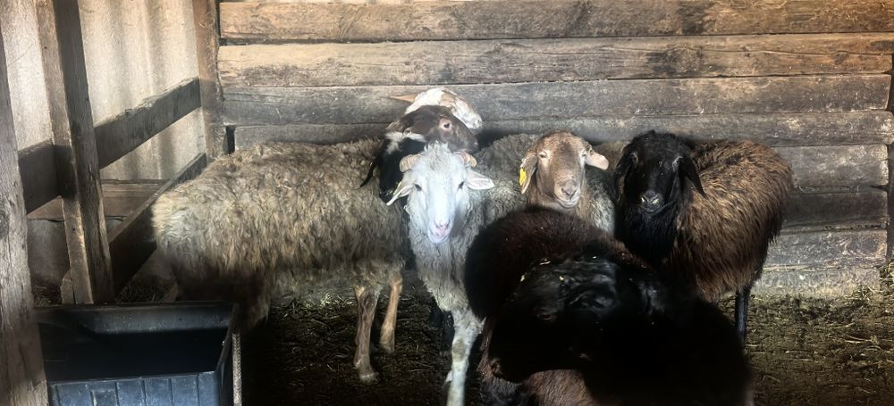 Семіз қой тоқтылар