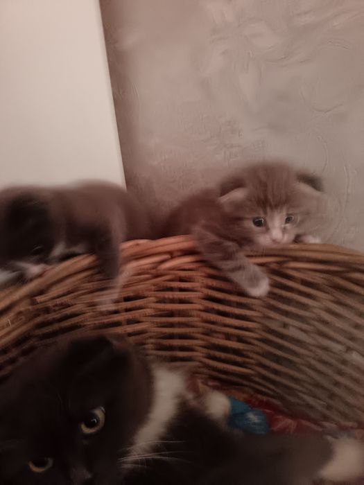Котята только в добрые руки!