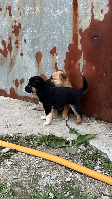 Одам даром шенков