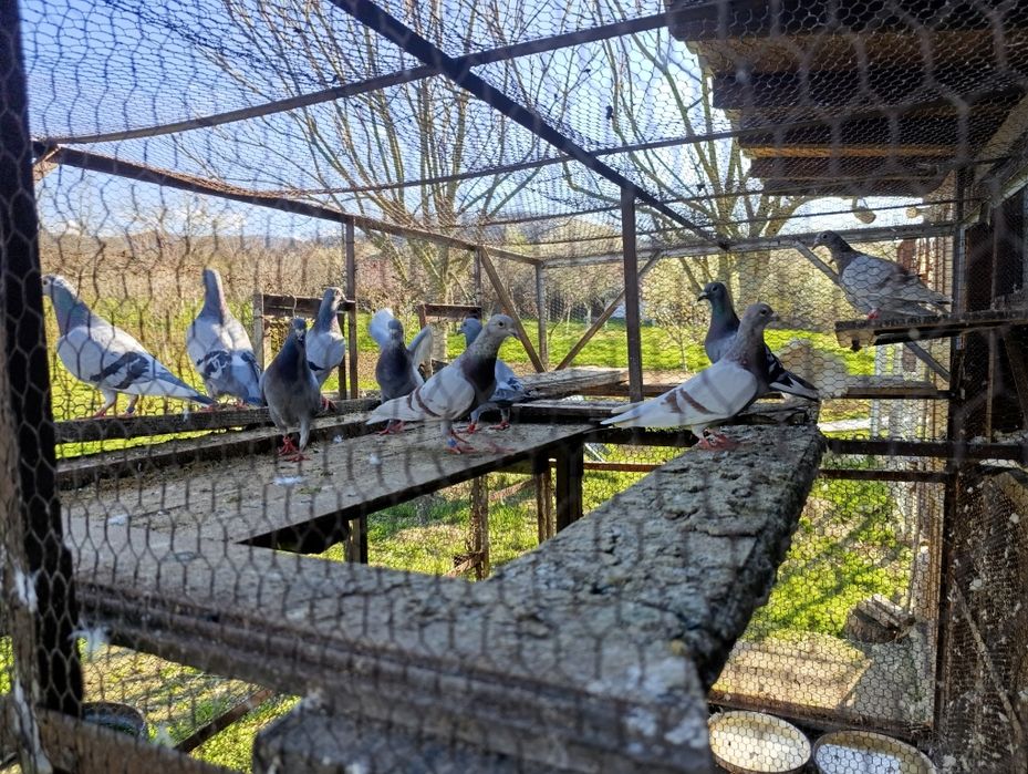 Спортни пощенски гълъби