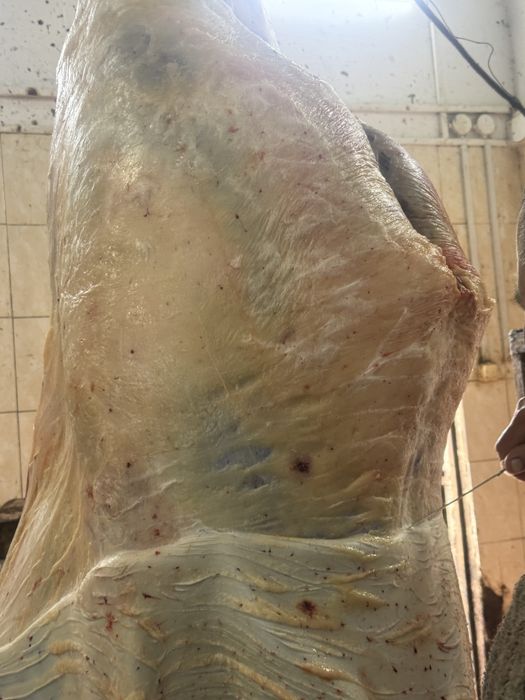 Конина 3500 тг кг