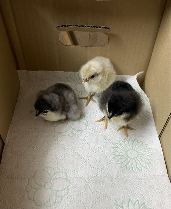Pui australorp de 1 zi si 7 zile si araucana