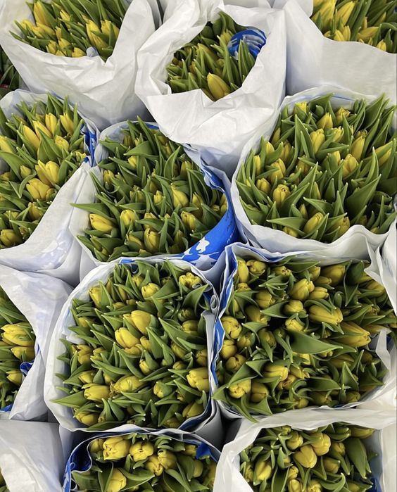 Тюльпаны оптом на 8 марта